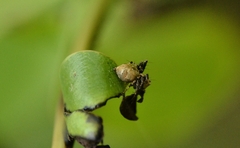 Hamataliwa