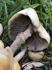 Agrocybe praecox