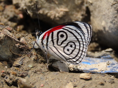 Diaethria