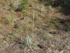 Andropogon capillipes