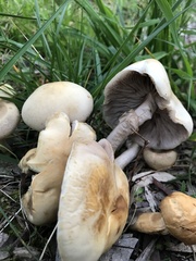 Agrocybe praecox