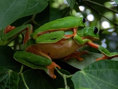 Agalychnis moreletii