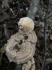 Trametes betulina