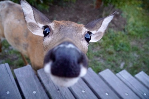 Northern White-tailed Deer photographed in New York