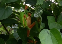 Agalychnis moreletii