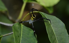 Argiope anasuja