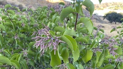 Rhus integrifolia × ovata