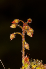 Drosera glanduligera