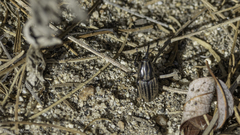 Sphenophorus australis