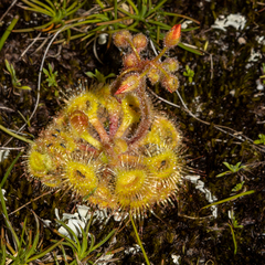 Drosera glanduligera