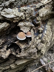 Pluteus