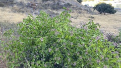 Rhus integrifolia × ovata