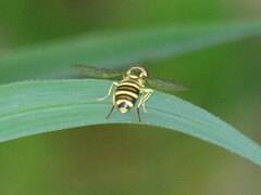 Xanthogramma flavipes