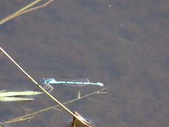 Enallagma doubledayi