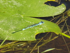 Enallagma doubledayi