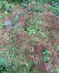 Sphagnum capillifolium
