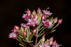 Verticordia plumosa