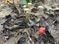 Strobilurus conigenoides