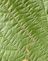 Stigmella betulicola