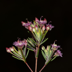 Verticordia plumosa