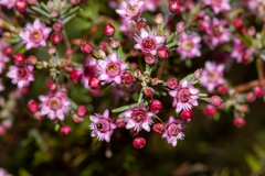 Verticordia plumosa