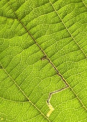 Stigmella betulicola