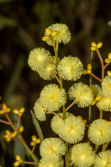 Acacia myrtifolia