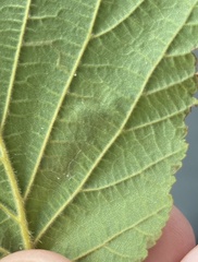 Stigmella betulicola