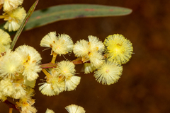 Acacia myrtifolia