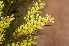 Acacia myrtifolia