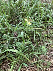 Linaria vulgaris