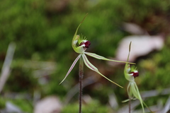 Caladenia parva