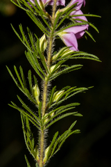 Boronia stricta