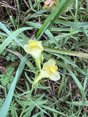 Linaria vulgaris