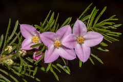 Boronia stricta