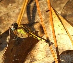 Erythrodiplax minuscula