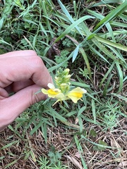 Linaria vulgaris