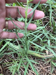Linaria vulgaris