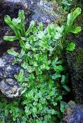 Conocephalum conicum