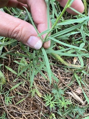 Linaria vulgaris