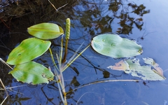 Potamogeton natans