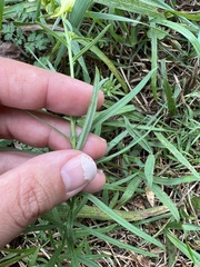Linaria vulgaris