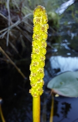 Potamogeton natans