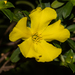 Cutleaf Hibbertia - Photo (c) Tim Hammer, some rights reserved (CC BY-NC), uploaded by Tim Hammer