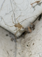 Scytodes atlacoya