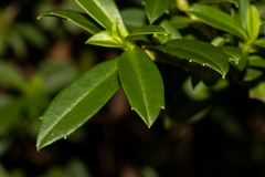 Hibbertia cuneiformis