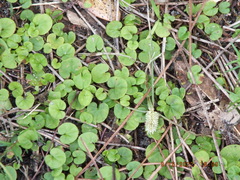 Dichondra carolinensis