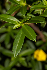 Hibbertia cuneiformis