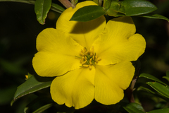 Hibbertia cuneiformis
