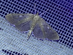 Herpetogramma sphingealis